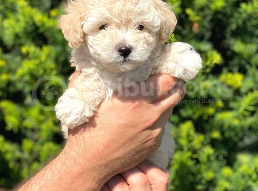 Show Kali̇te Toy Poodle Bebekleri̇m görsel