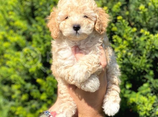 Dünya Tatlisi Toy Poodle Yavrularimiz