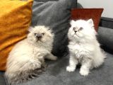 British Longhair Yavrular