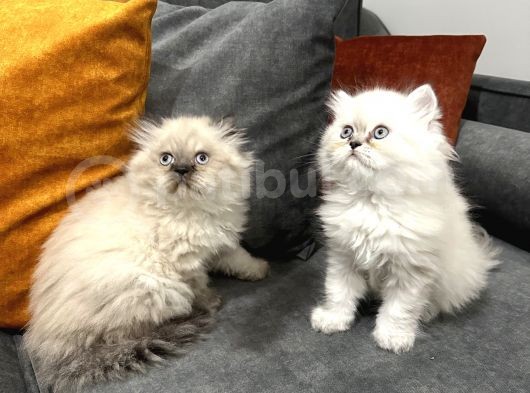 British Longhair Yavrular görsel