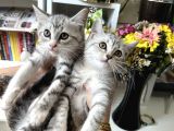 British Shorthair Silver