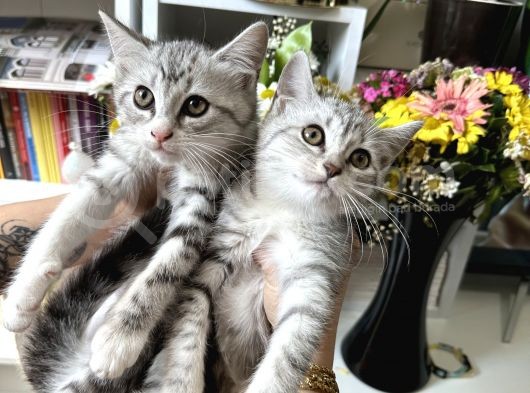 British Shorthair Silver görsel
