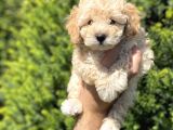 Dünya Tatlisi Toy Poodle Yavrularimiz