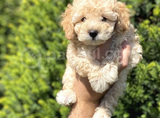 Dünya Tatlisi Toy Poodle Yavrularimiz görsel
