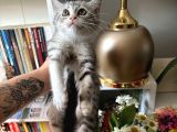 British Shorthair Silver