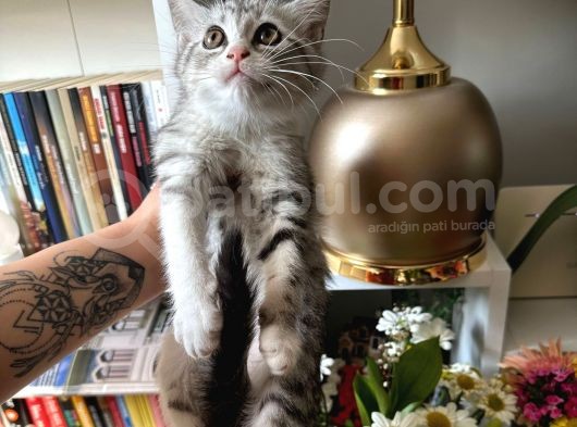 British Shorthair Silver görsel
