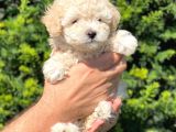 SHOW KALİTE TOY POODLE BEBEKLERİM
