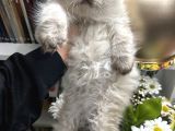British Longhair Chocolate Point