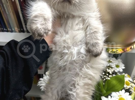 British Longhair Chocolate Point