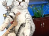 British Shorthair Silver