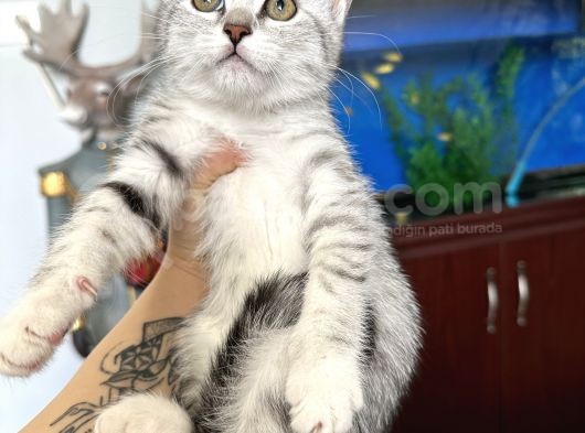 British Shorthair Silver görsel