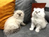 British Longhair Yavrular