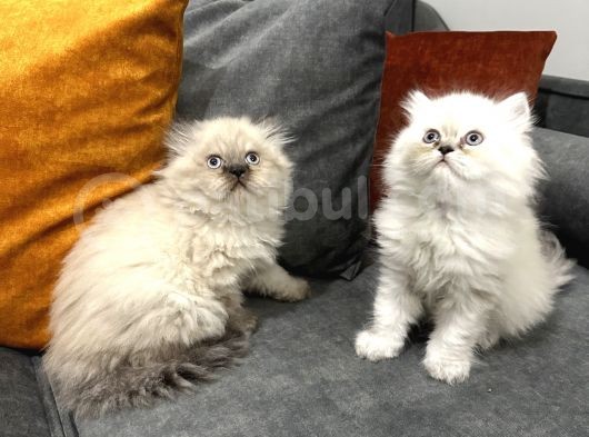 British Longhair Yavrular görsel