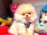 Teddy Face Boo Pomeranian Yavrular