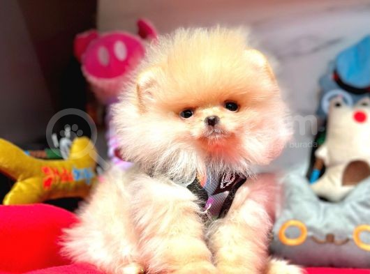 Teddy Face Boo Pomeranian Yavrular