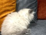 British Longhair Chocolate Point