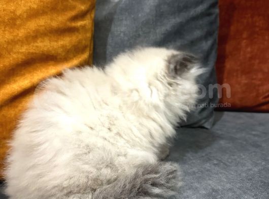 British Longhair Chocolate Point görsel
