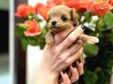 Safkan A Kali̇te Malti̇poo Bebekler