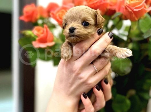 Safkan A Kali̇te Malti̇poo Bebekler görsel