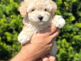 Show Kali̇te Toy Poodle Bebekleri̇m