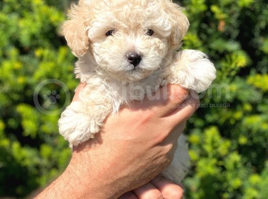Show Kali̇te Toy Poodle Bebekleri̇m görsel