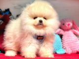 Pomeranian Boo Sevimli Mini Boy Yavrular
