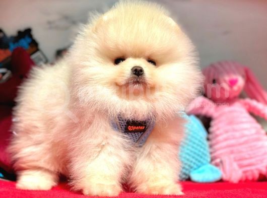 Pomeranian Boo Sevimli Mini Boy Yavrular görsel