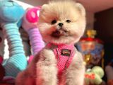 Ayıcık Surat Boo Pomeranian Yavrular