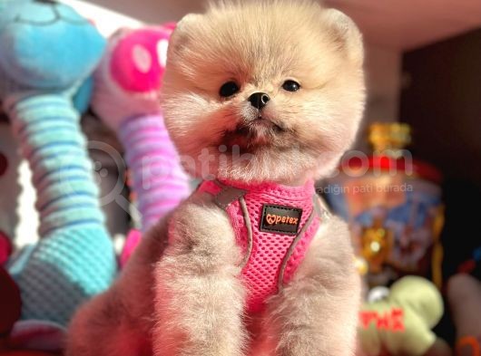Ayıcık Surat Boo Pomeranian Yavrular görsel