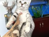 British Shorthair Silver