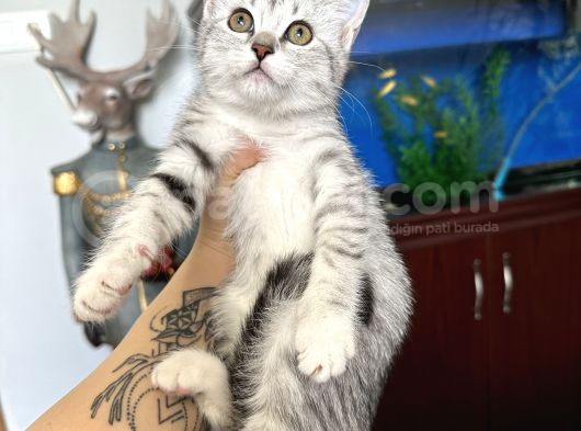 British Shorthair Silver görsel