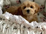 Red Safkan Malti̇poo Yavrulari