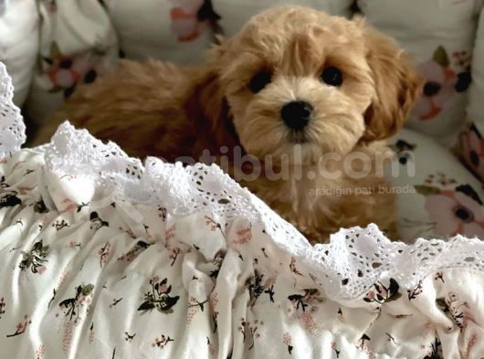 Red Safkan Malti̇poo Yavrulari görsel