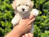 Show Kali̇te Toy Poodle Bebekleri̇m
