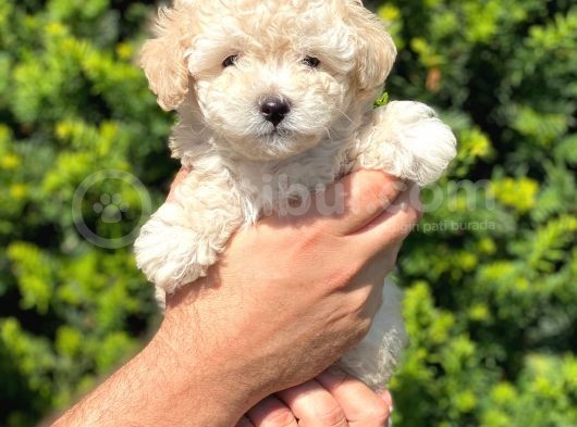 Show Kali̇te Toy Poodle Bebekleri̇m görsel