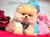Teddy Face Boo Pomeranian Yavrular
