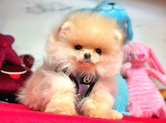 Teddy Face Boo Pomeranian Yavrular görsel