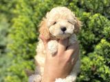 Dünya Tatlisi Toy Poodle Yavrularimiz