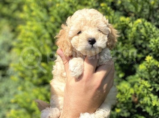 Dünya Tatlisi Toy Poodle Yavrularimiz görsel