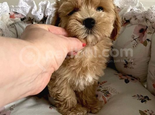 Red Safkan Malti̇poo Yavrulari görsel