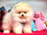 Pomeranian Boo Sevimli Mini boy Yavrular