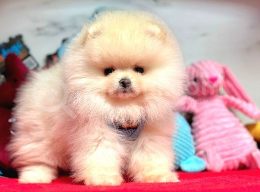 Pomeranian Boo Sevimli Mini Boy Yavrular