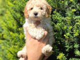 ÜST KALİTE KORE KANI TOY POODLE YAVRULARİMİZ