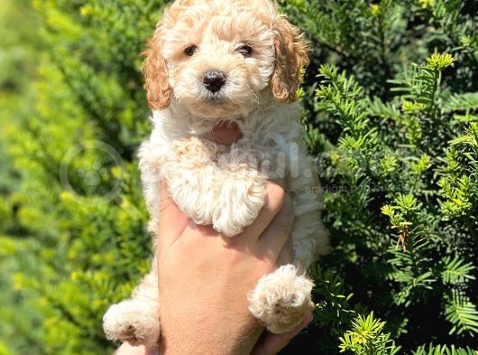 Üst Kali̇te Kore Kani Toy Poodle Yavrulari̇mi̇z