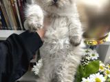 British Longhair Chocolate Point