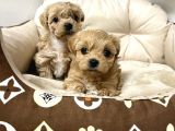 SAFKAN A KALİTE MALTİPOO BEBEKLER