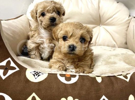 Safkan A Kali̇te Malti̇poo Bebekler