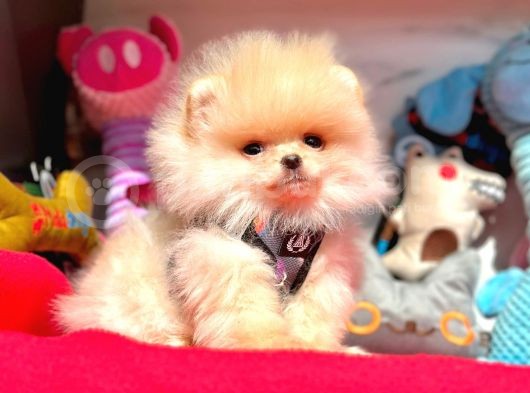 Teddy Face Boo Pomeranian Yavrular görsel