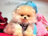 Teddy Face Boo Pomeranian Yavrular