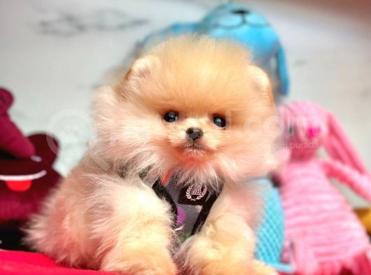 Teddy Face Boo Pomeranian Yavrular görsel